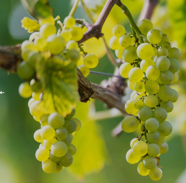 Le Chardonnay : cépage le plus populaire pour les vins blancs