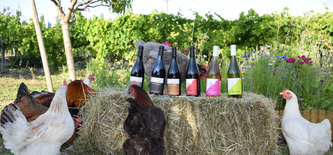 Vignes du Domaine Valand et Domaine Le Renard dans les Côtes-du-Rhône méridionales