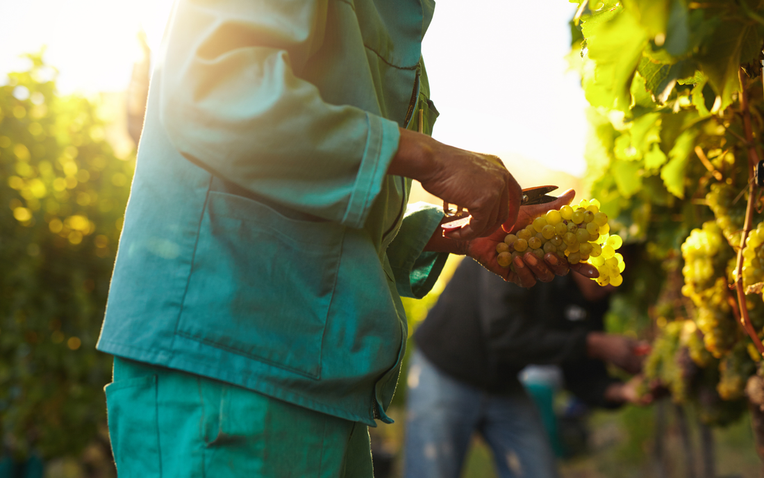 Pourquoi les vendanges ont-elles lieu maintenant ? 🍇